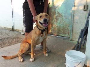 TEDDY Labrador Retriever/Akita Mix: