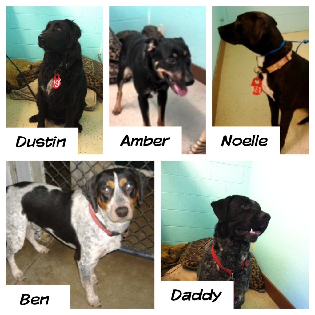 Transport on 12-3-12 to Medford Oregon.  Rescued by  Southern Humane.