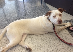 Charlie is available through Another Chance.  He is a sweet energetic boy!
http://www.petfinder.com/petdetail/27161521