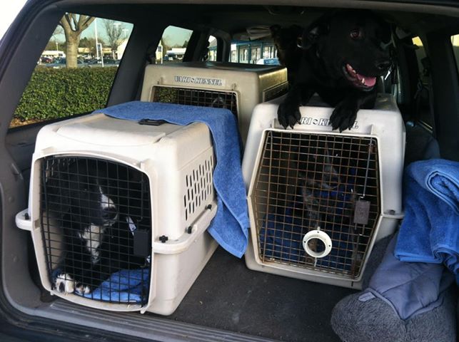 2-15-13
Three Border Collies went to Border Collie Rescue. Thank you Jeanne and Team. Sorry my goofy lab would not stay out of the photo.