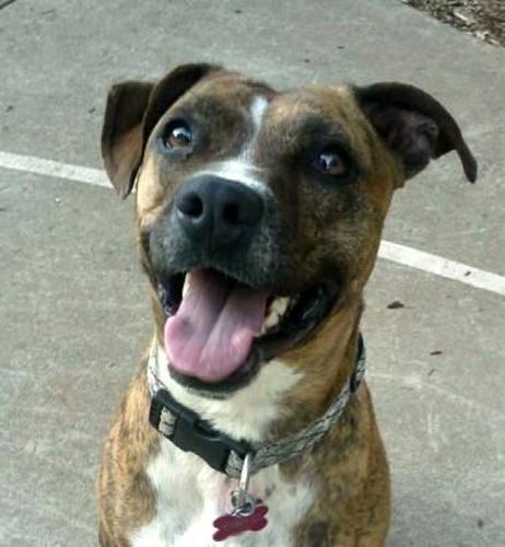Skye, an American Staffordshire/Terrier mix, is obedient, energetic, kind-hearted, loyal to her owner  http://www.petfinder.com/petdetail/25251302